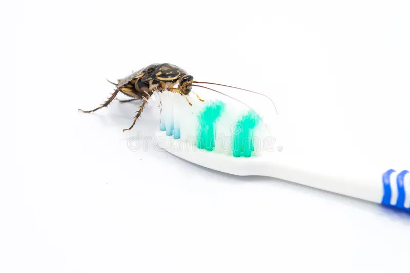 Barata Periplaneta americana: o perigo que pode estar dentro da sua casa