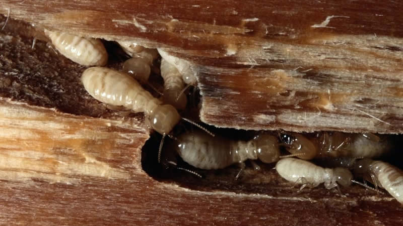 Cupim de Madeira Seca: A Praga Invisível